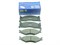 Колодки тормозные FR K.SPORTAGE с 93-04г. (SP1070/FPK07/0K011-3323Z)  SANGSIN  Корея, 171.5*65.4мм/165.1/49.3мм.